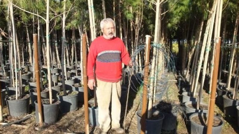 Bu ağacı eken köşeyi dönüyor: 1 yılda hasat veriyor…