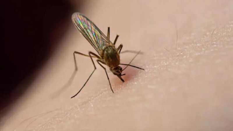 Sinekler kışın nereye giderler? Kış aylarında neden sinek görülmez?