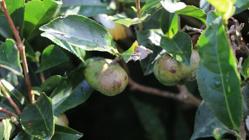 Toplayan yaşadı! Üreticinin yeni gelir kapısı oldu: Yaprağı ayrı tohumu ayrı kazandırıyor....