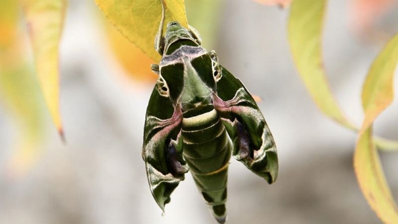 Askeri kamuflaj desenli 'mekik kelebeği' Giresun'da görüldü