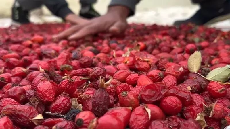 Hasadı başladı, kilosu 155 lira! Kışlık vitamin deposu...