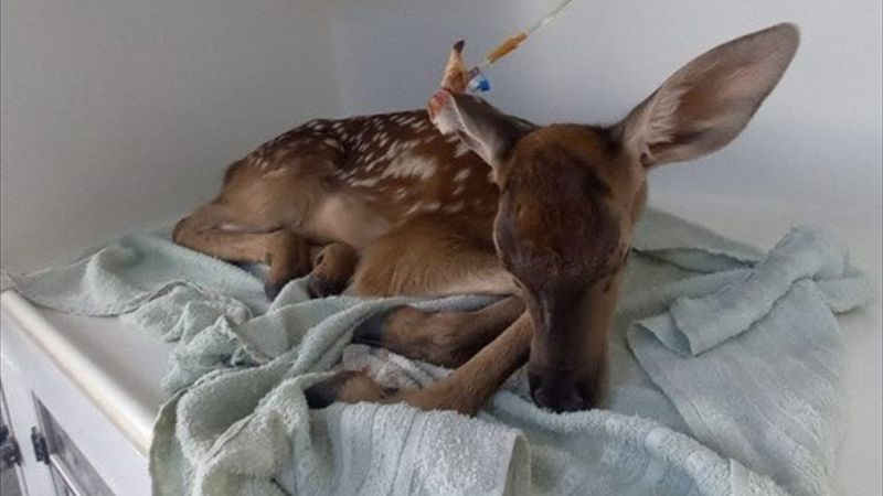Afyonkarahisar'da yaralı kızıl geyik yavrusu koruma altına alındı