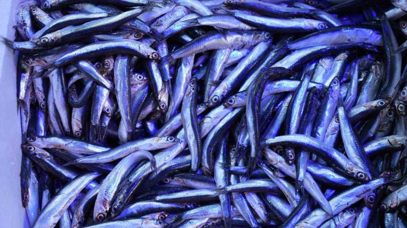 Karadeniz’de tezgahların gözdesi hamsi oldu