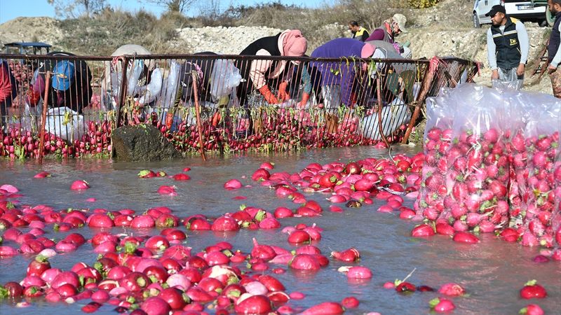 Osmaniye'de Kadirli turpunda hasat dönemi