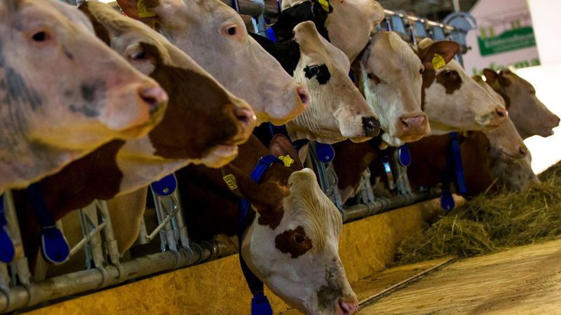 Almanya'da 35 yıl sonra yeniden: Şap salgını