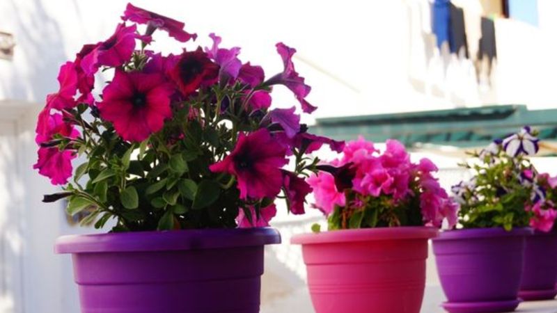 Kışın yapınca çiçekleri coşturuyor! İşte evdeki çiçekleri açtıran 3 basit yöntem