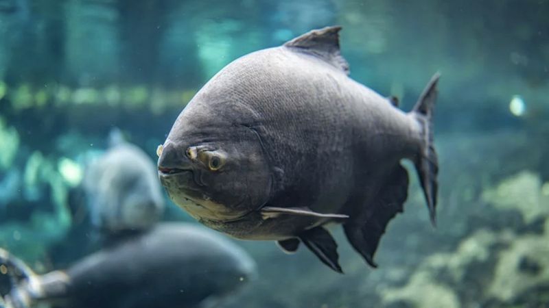 Japonya'da akvaryumdaki balığın yalnızlığına kartondan insanlarla çare bulundu