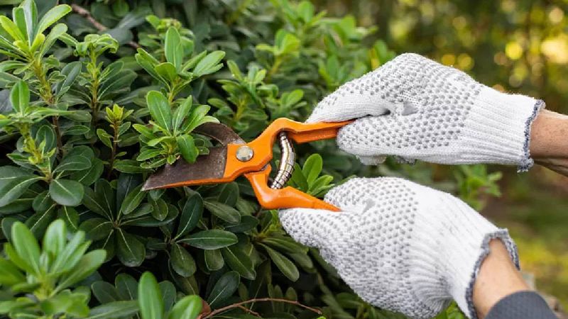 Bahara hazır olacak: İşte Şubat ayında budanması gereken bitkiler