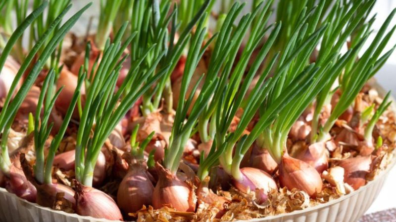 Evdeki saksıya dikin, pazara markete gitmeyin! 3-4 günde büyüyor...