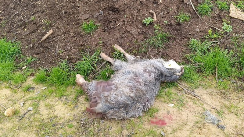 Antalya'da sokak köpekleri 25 keçiyi telef etti