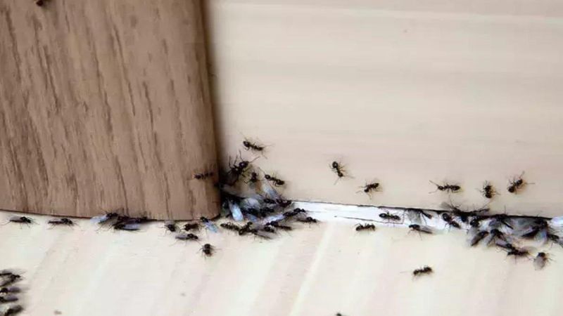 Ev köşelerine serpiştirin, istiladan kurtulun: Karınca ve örümcekler bu kokudan kaçıyor