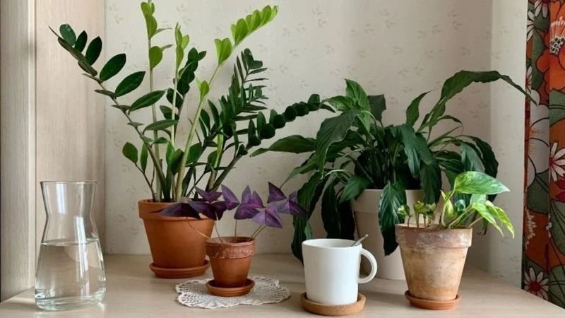 Bu bitkiler 12 ay boyunca canlı kalıyor! İşte hiç solmayan çiçekler