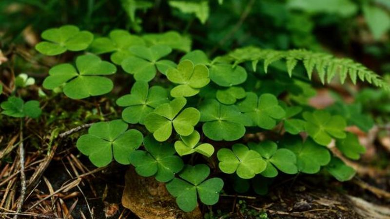 Dört yapraklı yonca ne anlama geliyor? İşte, dört yapraklı yoncanın anlamı...