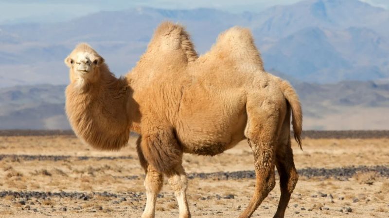 Develerin neden hörgücü vardır? Develerin hörgücü ne işe yarar?