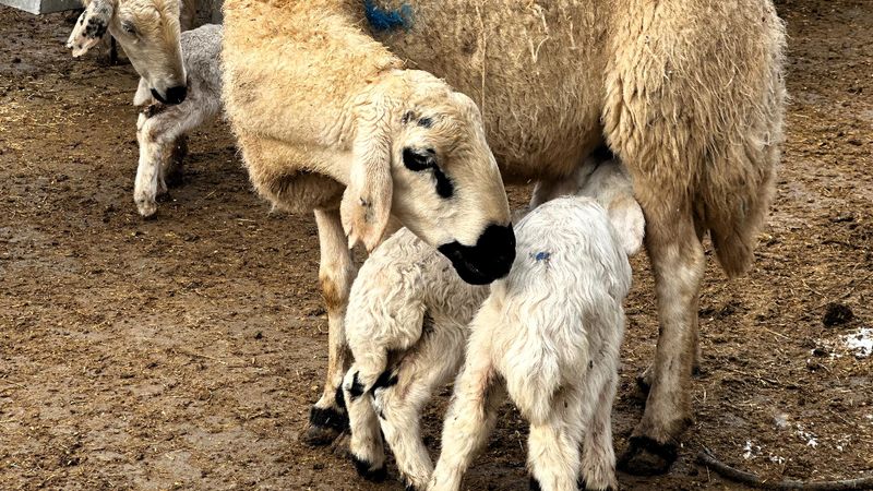 Malatya’da baharın habercisi, kuzuların doğumu başladı