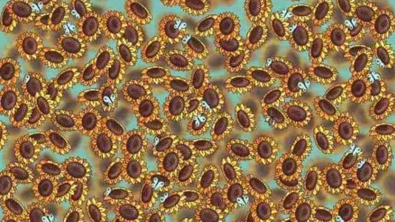 Optik IQ Testi: Arıyı gördünüz mü? Çünkü sadece 140 IQ'lular görecek...