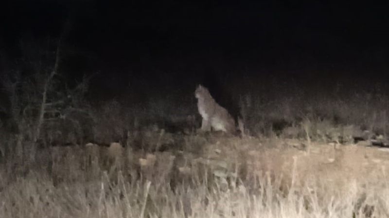 Gümüşhane'de nesli tehlike altındaki Kafkas vaşağı gece avlanırken görüntülendi