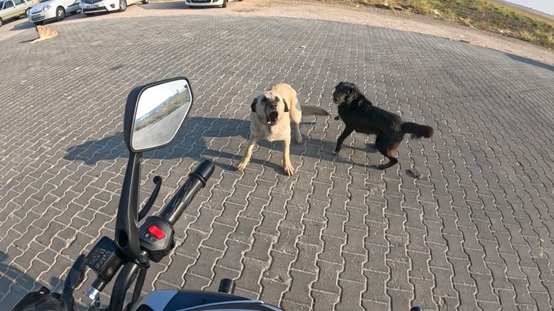 Eskişehir'de başıboş köpekler motosikletliye saldırdı