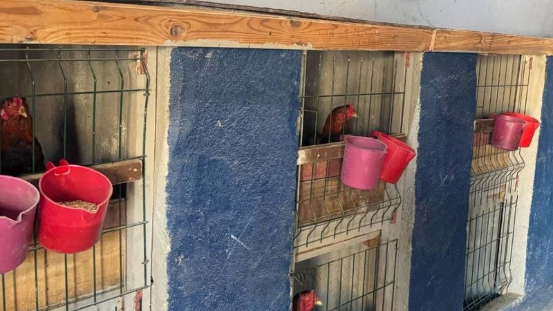 Erzurum’da horoz dövüştüren 3 şahıs yakalandı: Kişi başı 10 bin TL ceza