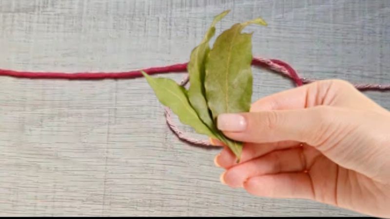 Defne yaprağını kırmızı iple bağlayın: Bakın ne işe yarıyor
