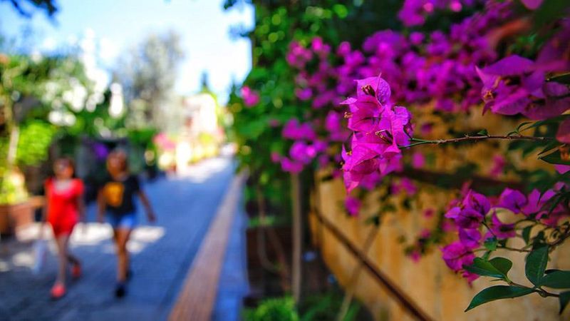 Antalya'dan ihracata 75 milyon dal çiçek gönderildi