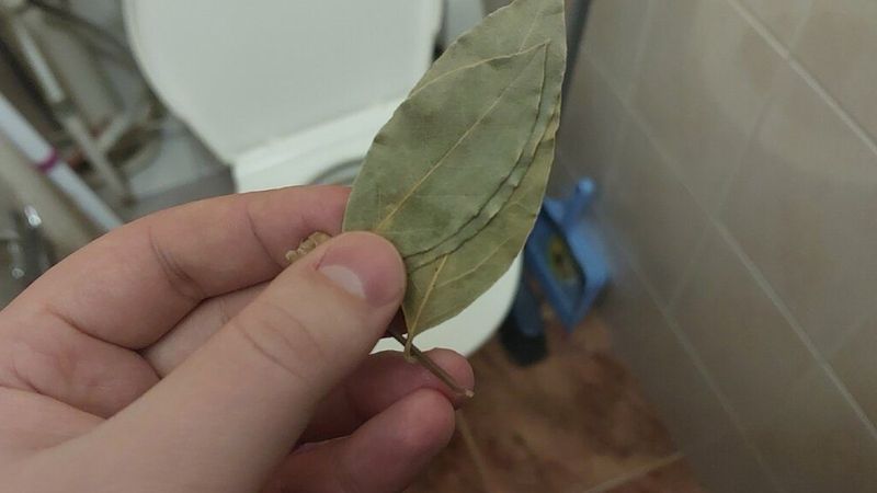 Klozetteki kokudan kurtulmak isteyen denesin! 5-6 yaprak yetiyor…