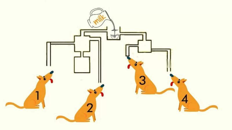 Göz yanıltan bulmaca: İlk sütü içen köpek hangisi? 8 saniyeniz var…