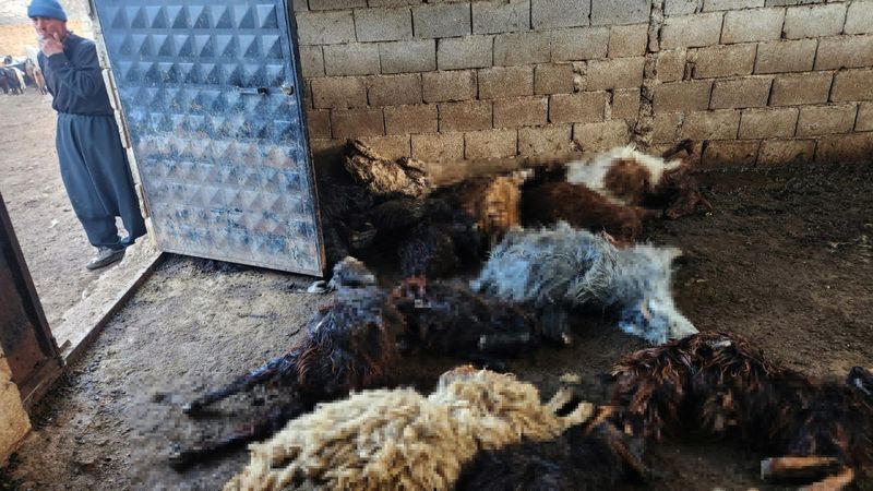 Gaziantep'te kurt saldırısında 40 koyun telef oldu