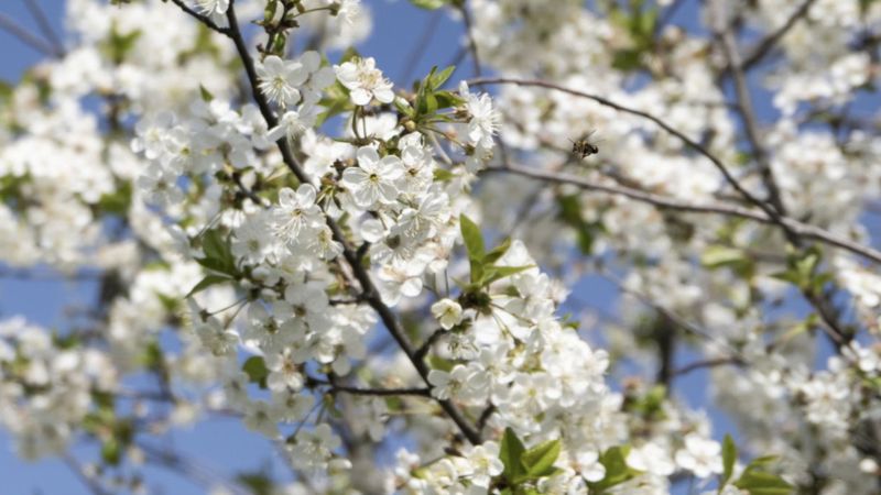 Baharın müjdecisi: İlk cemre havaya düştü