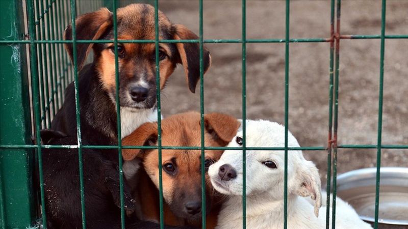 Hayvan barınaklarına yapılan fazla harcamaların yüzde 40'ı Hazine'den