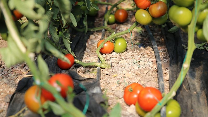 Antalya'da yetiştirilen domateslere dünyadan talep var