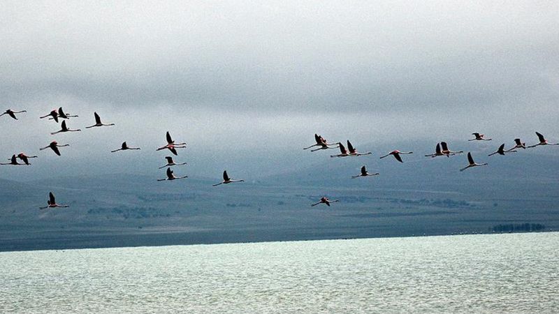 Havadaki mikroplastik kirlilik, kuşların akciğerlerinde birikiyor