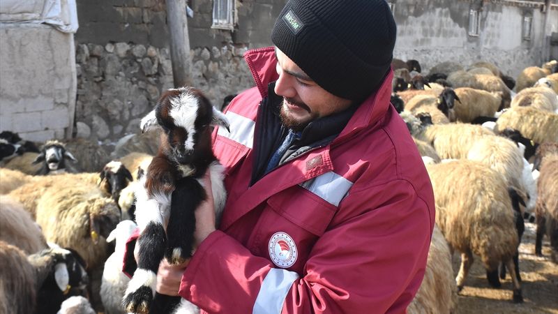 Van'da süngerleme yöntemiyle kuzu sayısı iki katına çıktı