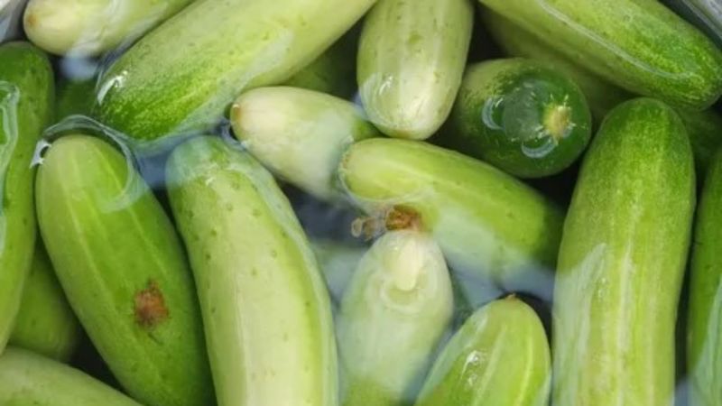 Salatalıkları 1 hafta suda bekletin, bakın neler olacak...