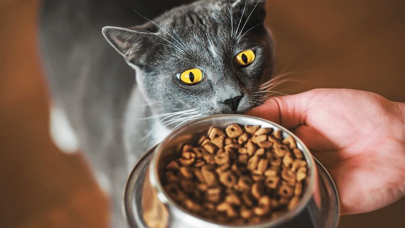 Evcil hayvan sahipleri dikkat! Ünlü kedi maması yasaklandı: İşte sebebi