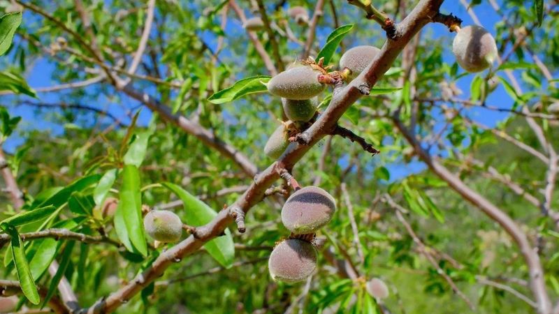 Muğla’da hasadı başladı: 1 avuç yiyen şifa buluyor! Kilosu 450 TL