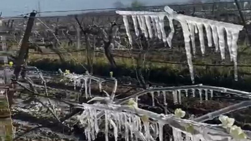 Manisa'da üzüm bağlarını don vurdu
