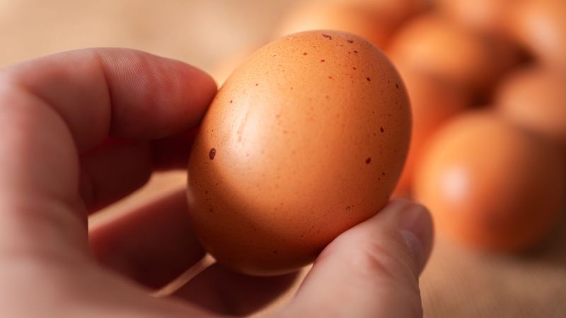 Yumurta açık artırmaya çıktı! “Mükemmel yuvarlak” yumurta rekor bedele dolara alıcı buldu: İşte, o yumurta