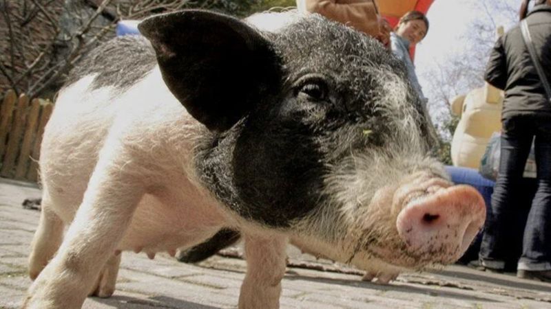 Çin'de domuz böbrekli kadın: Bilim insanları bir kez daha başardı