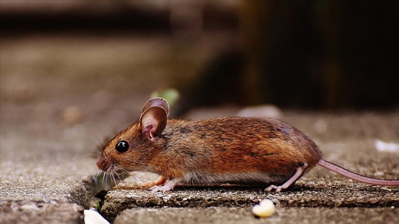 Belediye kırmızı alarm verdi: O şehri fareler bastı!