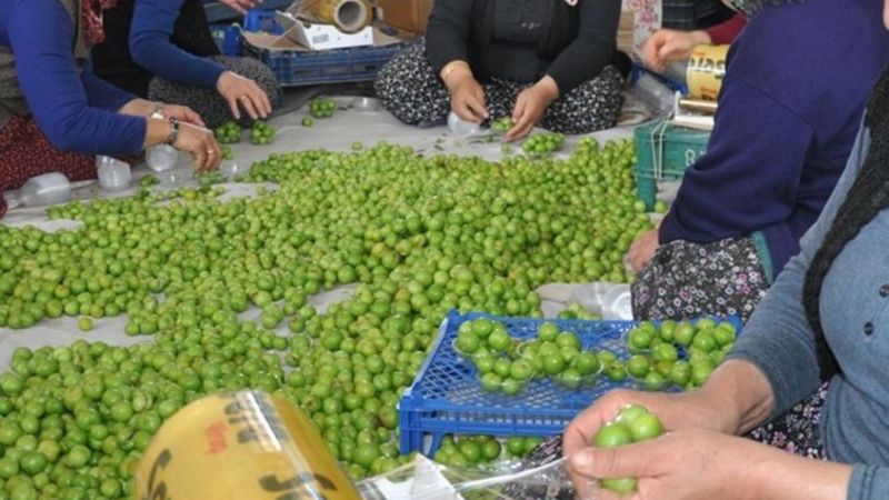 Kilosu 800 TL’ye düştü, Arap ülkeleri sıraya girdi! Kapış kapış gidiyor