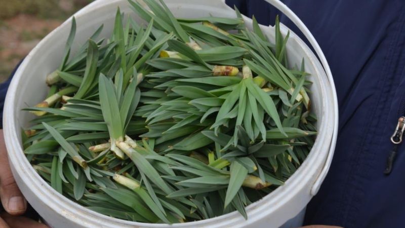 Doğu Anadolu'nun dağlarında çiriş otu bereketi