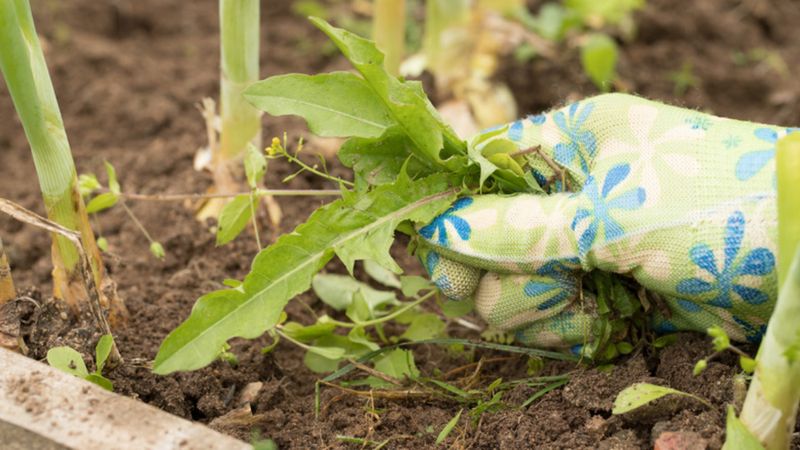Görmezden gelmeyin: Bu 3 otu hemen temizleyin! Meğer bahçenizdeki bitkileri sessizce öldürüyormuş