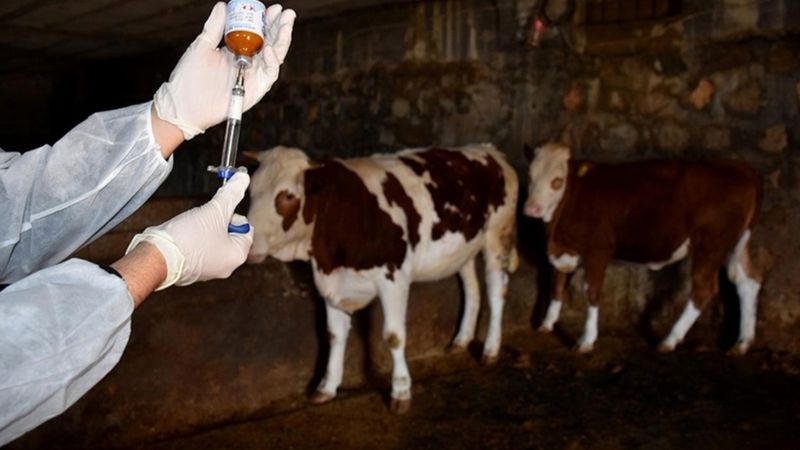 Slovakya ve Macaristan'daki şap salgını nedeniyle komşu ülkelerde tedbirler artırıldı