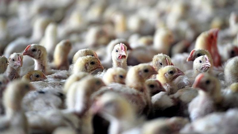 Meksika'da ilk kez bir insanda 'H5N1' türü kuş gribine rastlandı