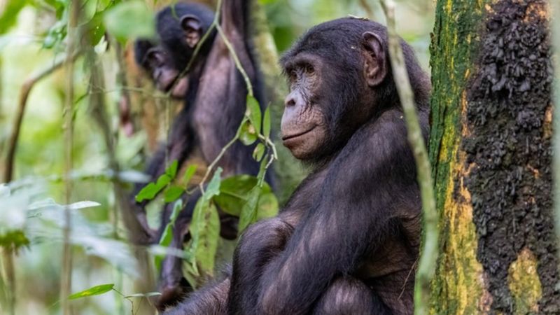 Cüce şempanzelerin cümle kurma yetenekleri keşfedildi