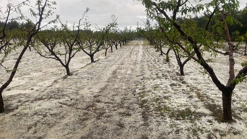 Çanakkale'de dolu alarmı: Meyve bahçelerini zarar gördü