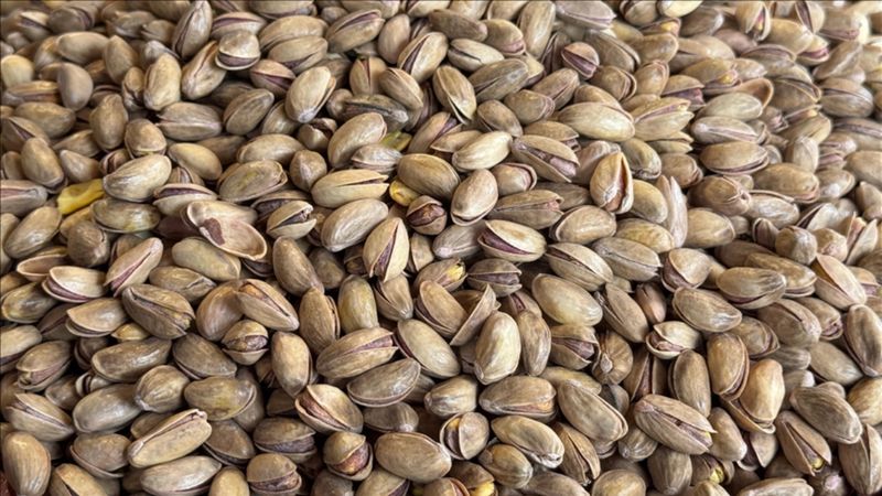 Fıstık ihracatçıları gözünü Çin pazarına dikti