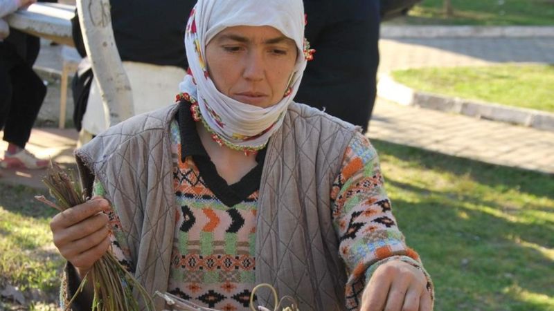 Aydın'da sarmaşık otu köylünün geçim kapısı oldu