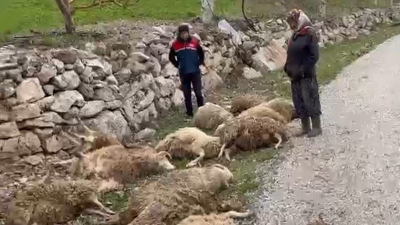 Denizli'de şehre inen aç kurtlar kurbanlık kuzulara saldırdı